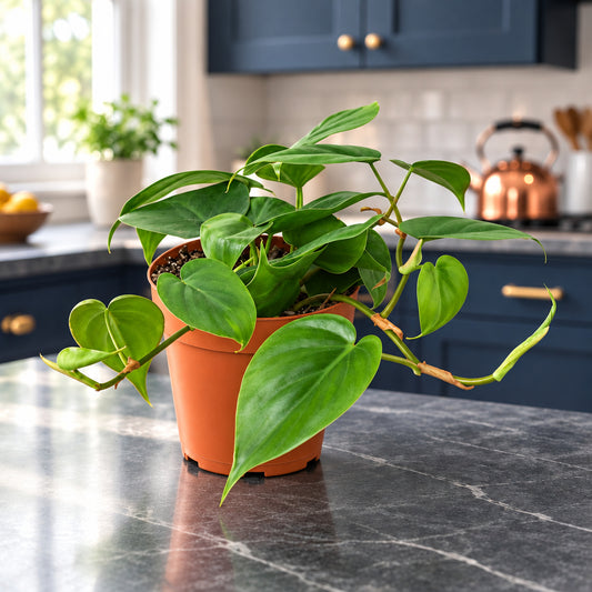 Heartleaf Philodendron with glossy heart-shaped leaves trailing from a terracotta nursery pot on a soapstone kitchen counter