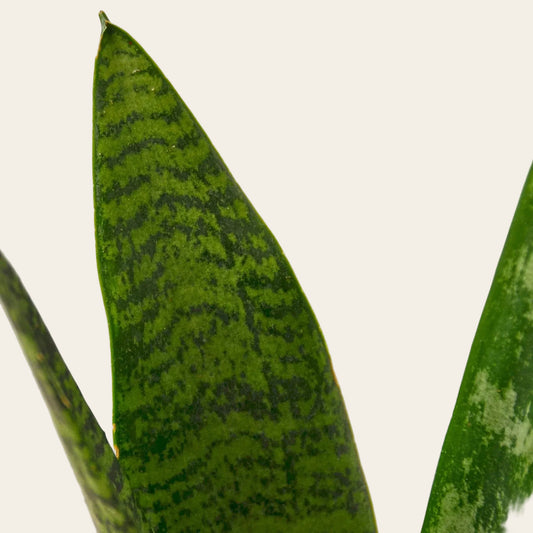 Close-up of Snake Plant Zeylanica leaves with silver and dark green banding