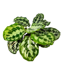 Calathea 'Kennedy'