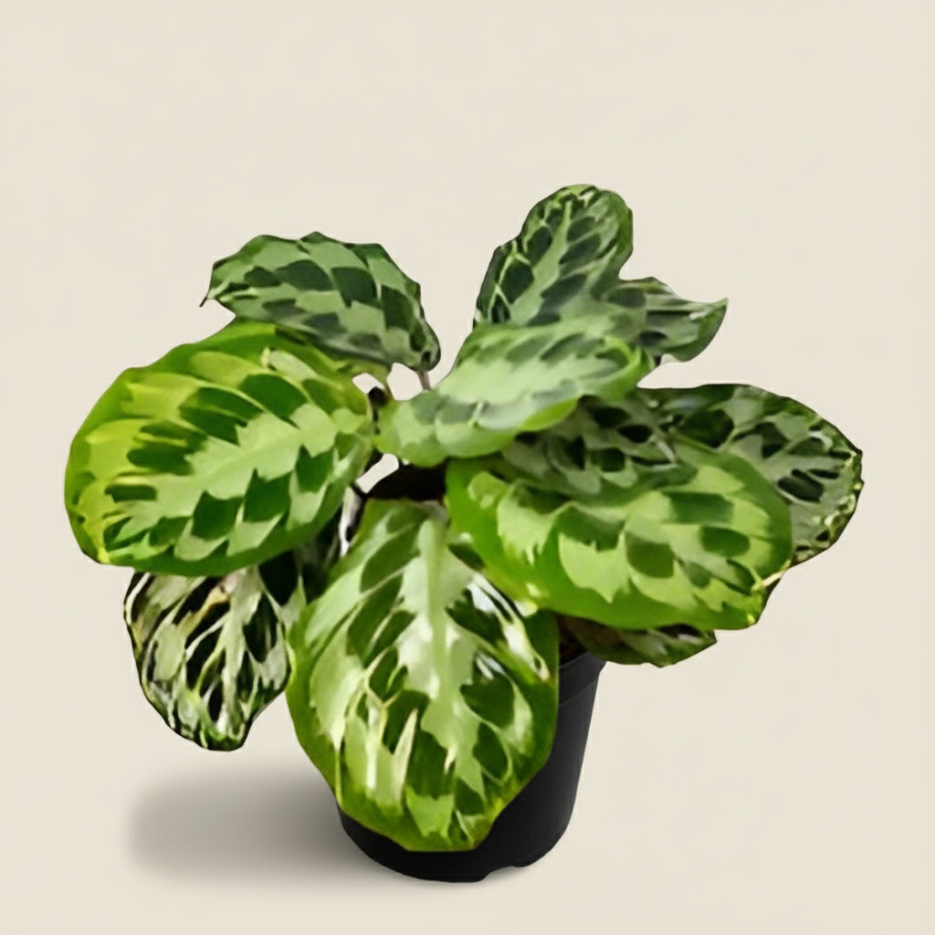 Calathea 'Kennedy'