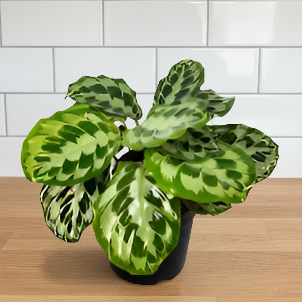 Calathea 'Kennedy'