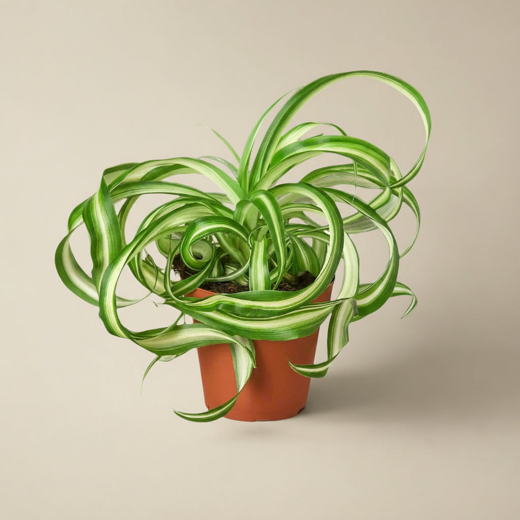 Spider Plant 'Bonnie'