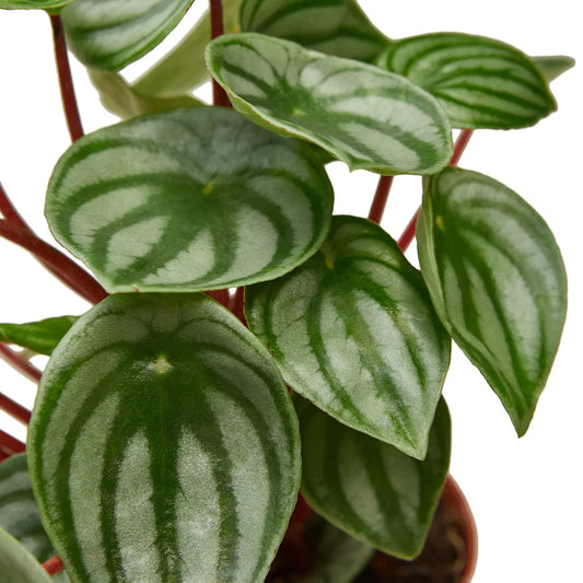 Close-up of Watermelon Peperomia leaves with silver and green stripes