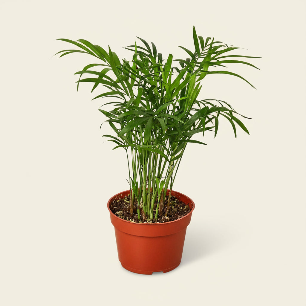 Parlor Palm