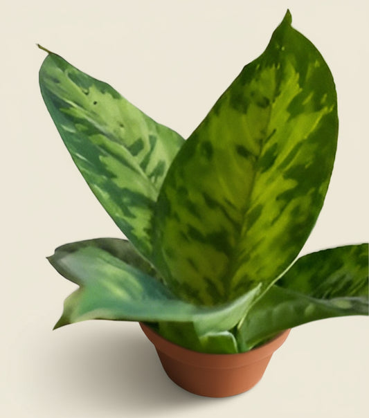 Homalomena Camouflage