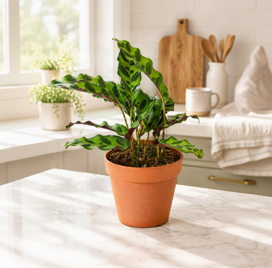 Calathea Rattlesnake with wavy, spotted green leaves in a terracotta pot on a marble kitchen counter
