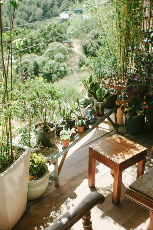 Your Summer Plant Refresh Starts Here