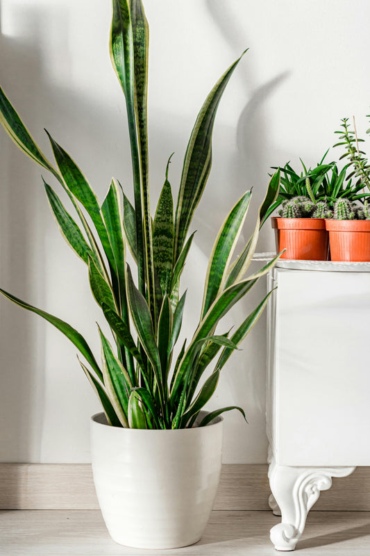 Beginner Houseplants That Are Almost Impossible to Kill