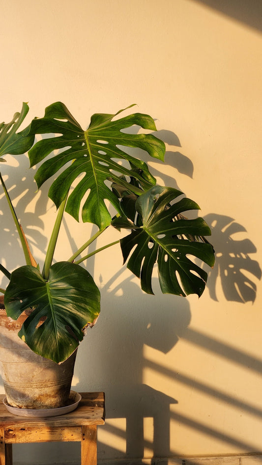 Your Houseplants Already Know Summer Is Ending
