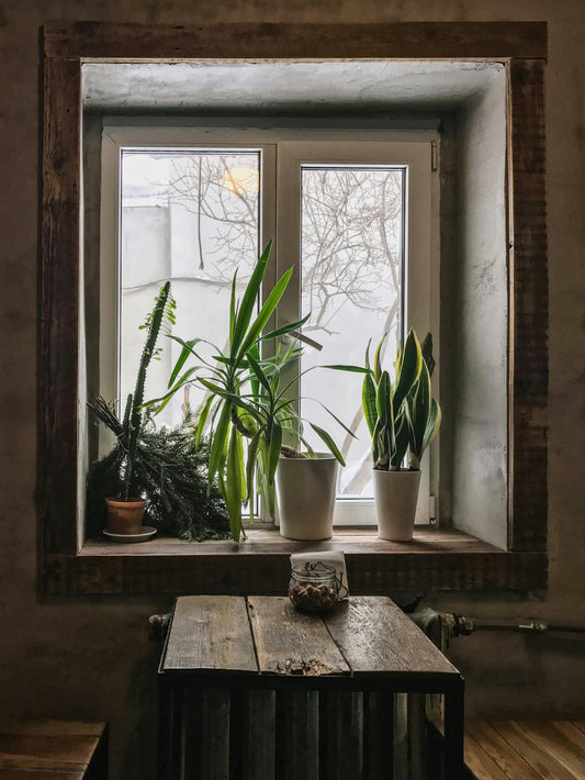Your Winter Plant Survival Guide: Light, Water, Warmth & Love