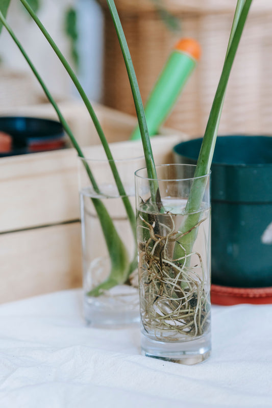 Free Plants, and the Best Gift You'll Give All Year