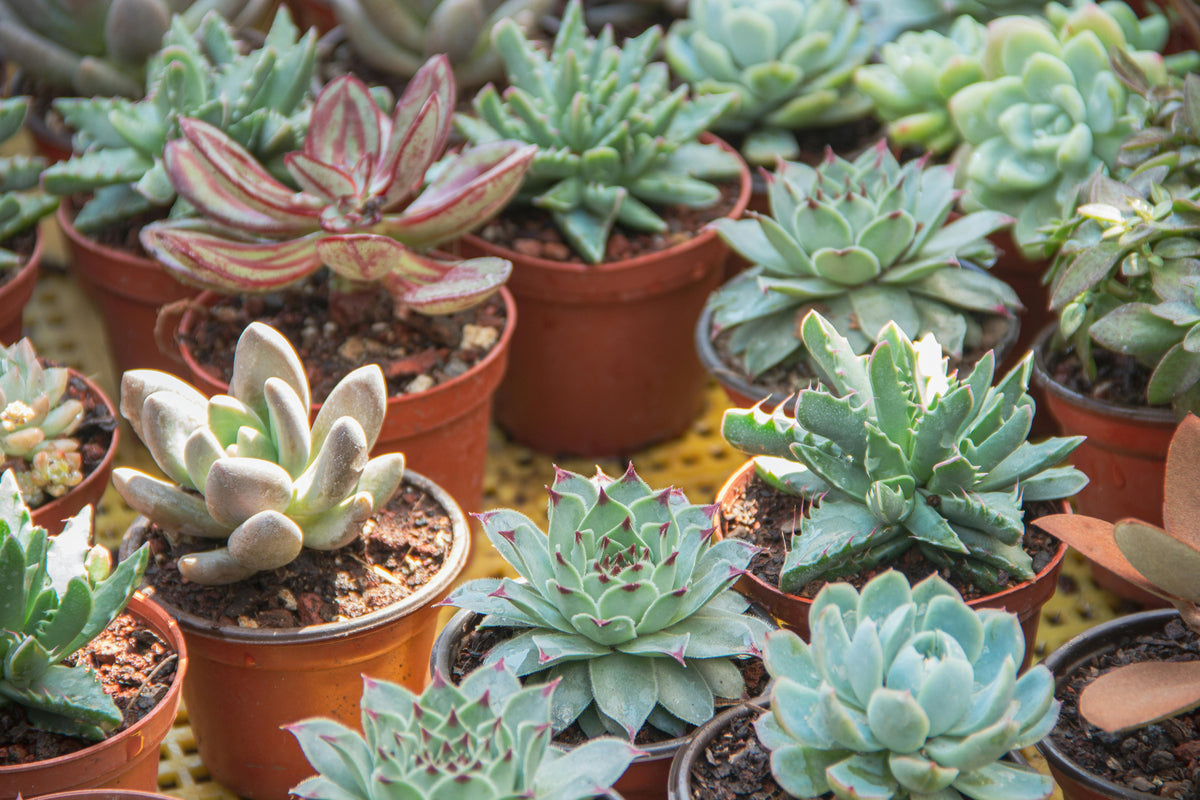 Succulents