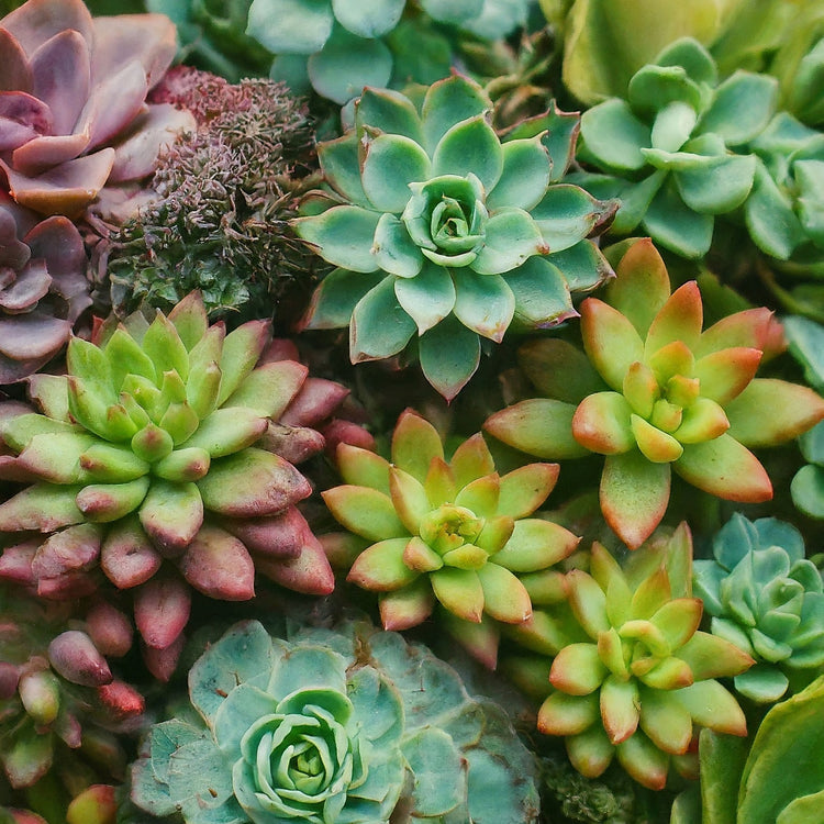 Succulents