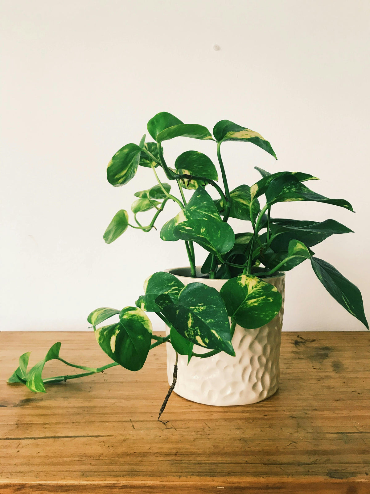 New Plant Parent