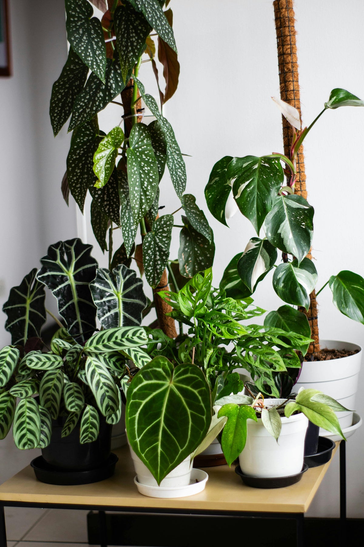 Botanical Gems