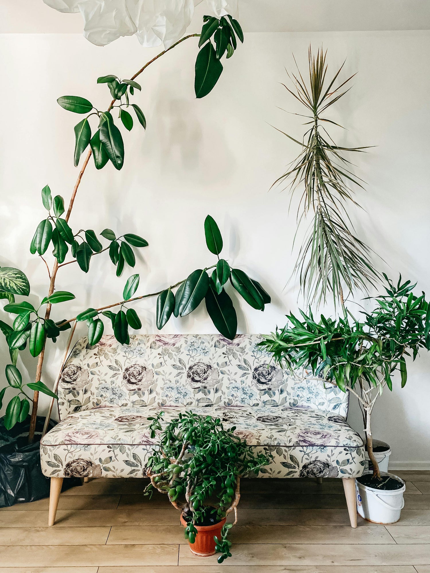 Bright & Airy Plants