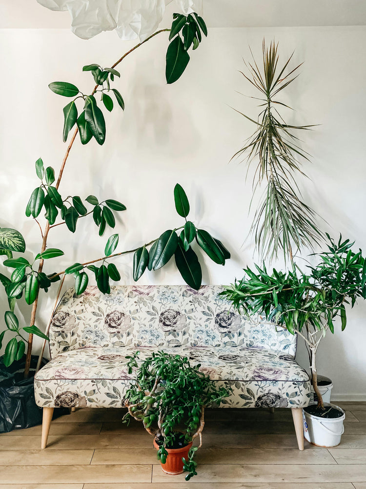 Bright & Airy Plants