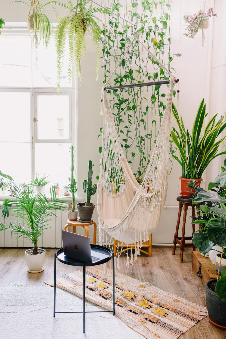 Trailing and Shelf Plants