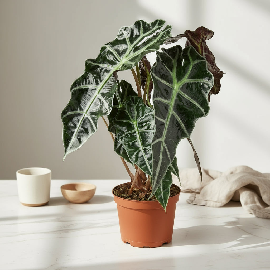 Alocasia Polly