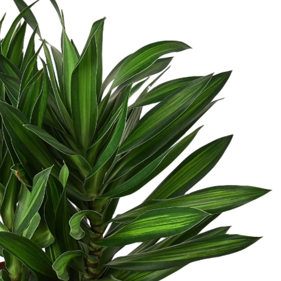 Dracaena 'Song of Jamaica'