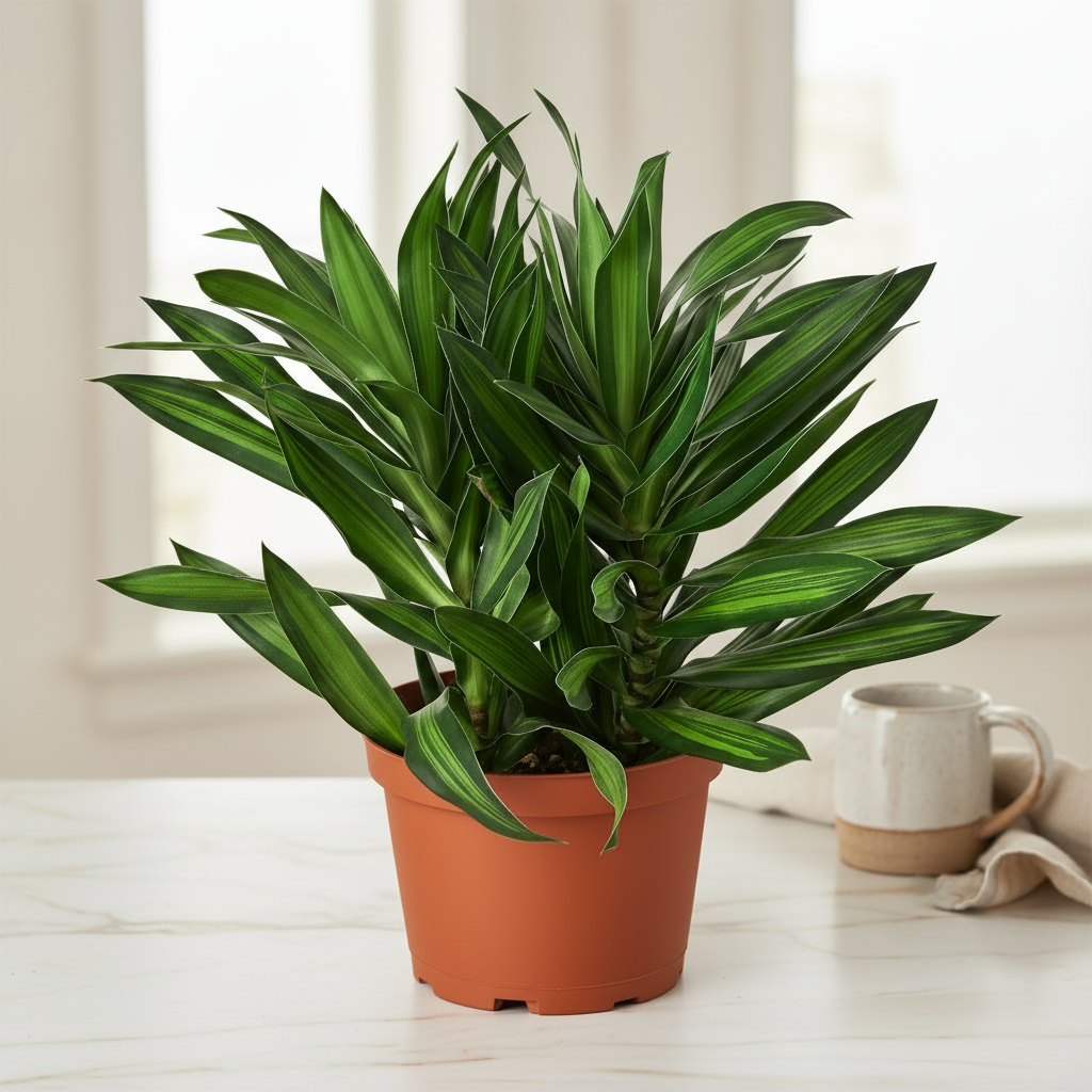 Dracaena Song of Jamaica