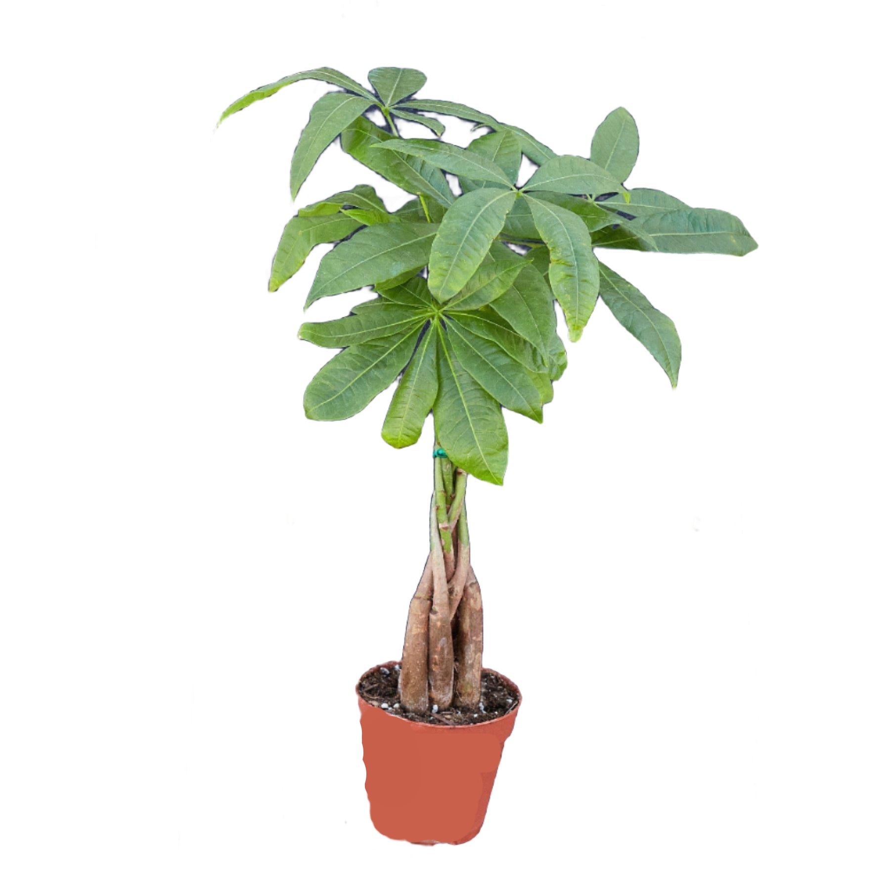 Money Tree 'Guiana Chestnut' Pachira Braid - House Plant Shop