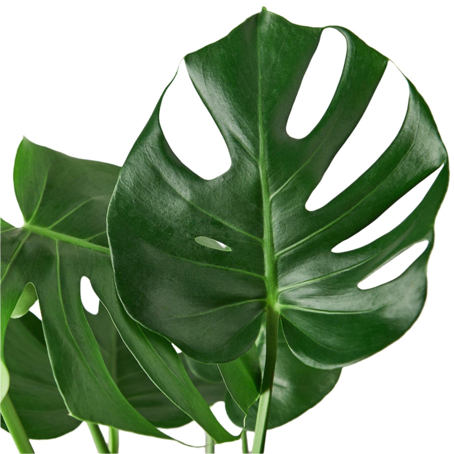 Monstera Deliciosa