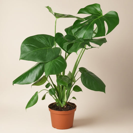 Monstera Deliciosa