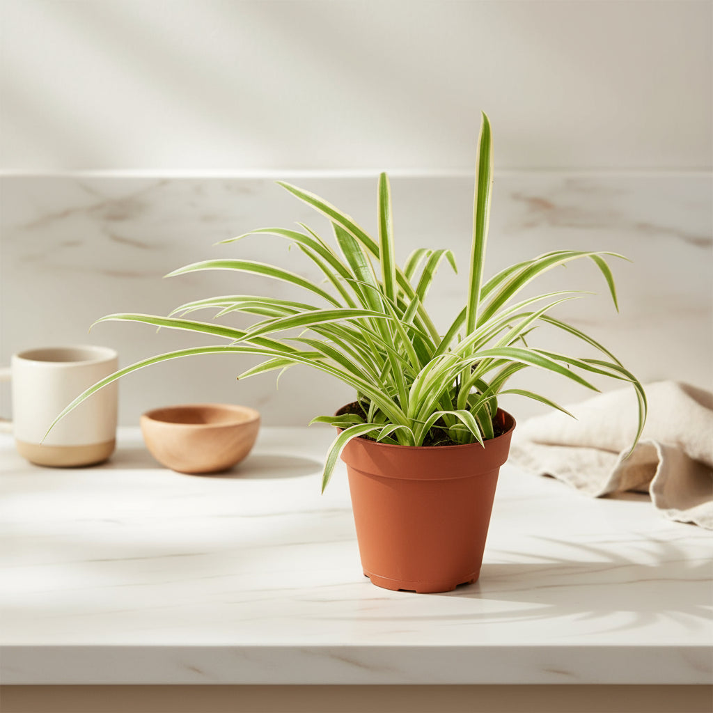 Spider Plant Reverse