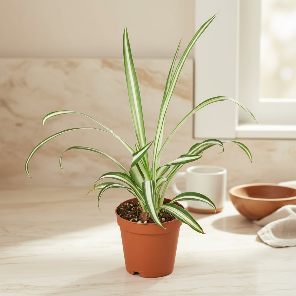 Spider Plant Reverse