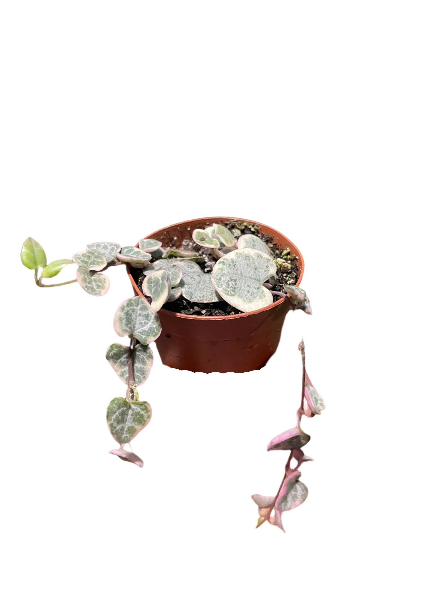 String of Hearts Variegated
