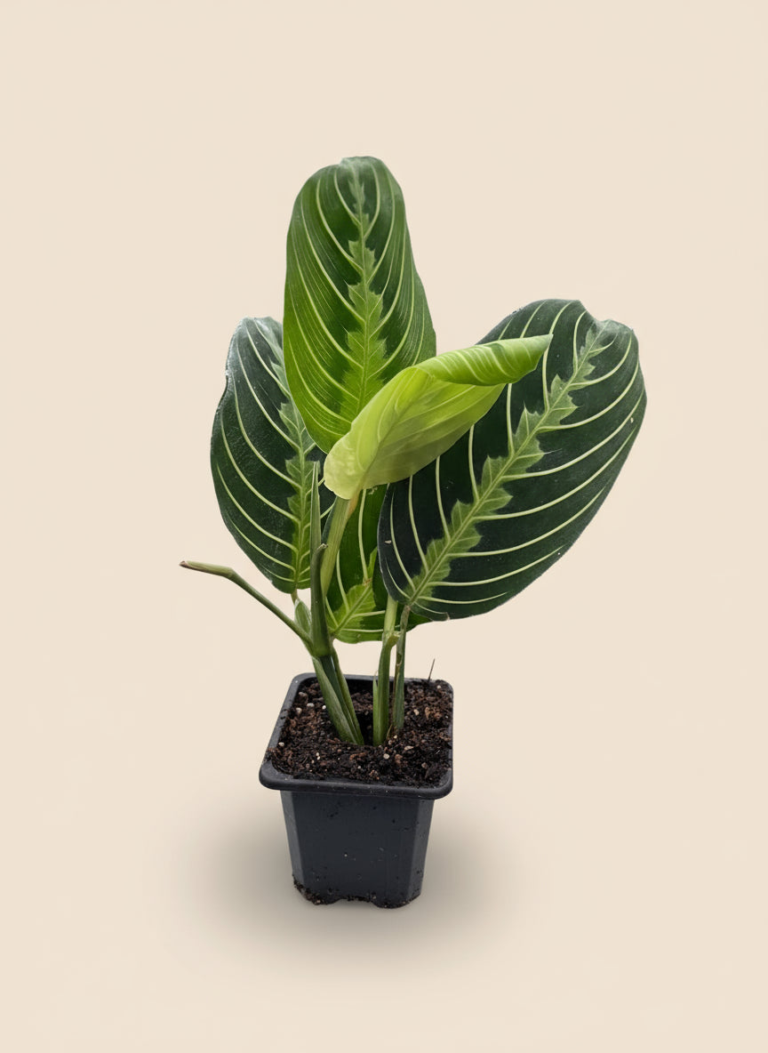 Maranta Lemon Lime