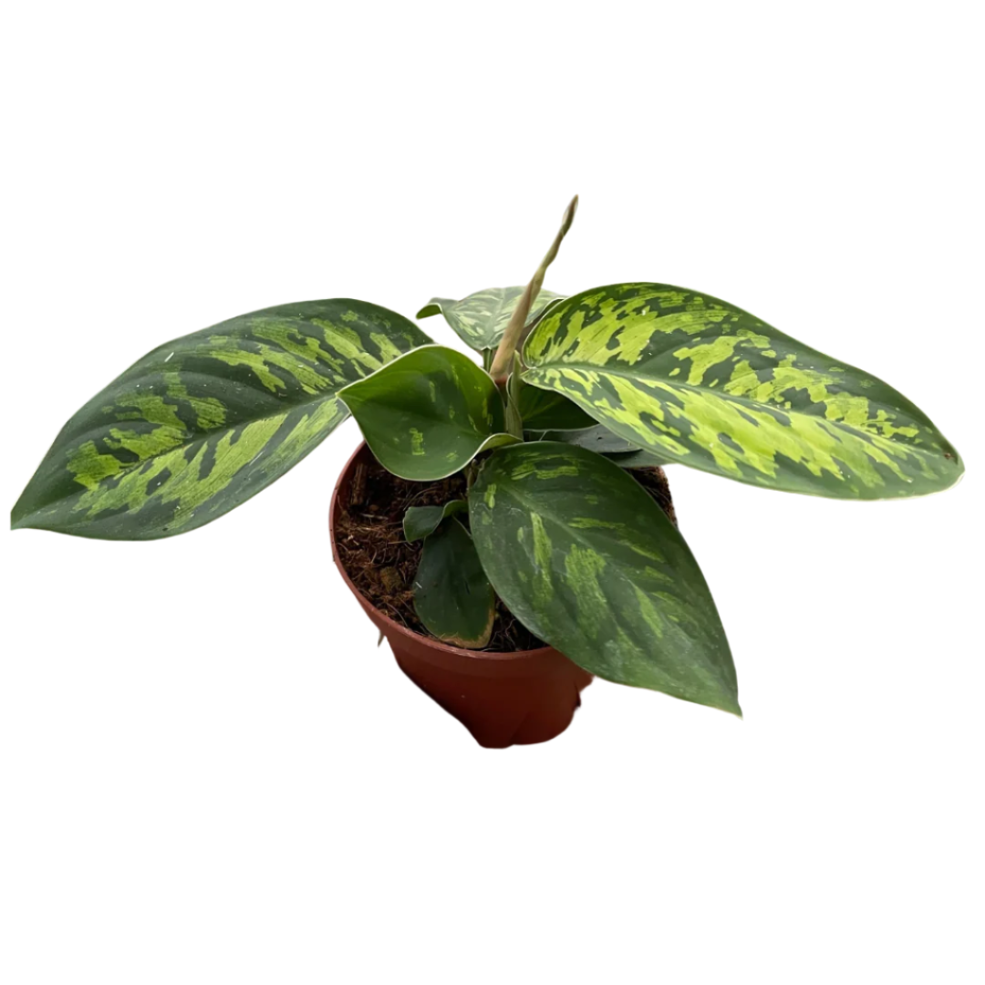 Homalomena 'Camouflage'