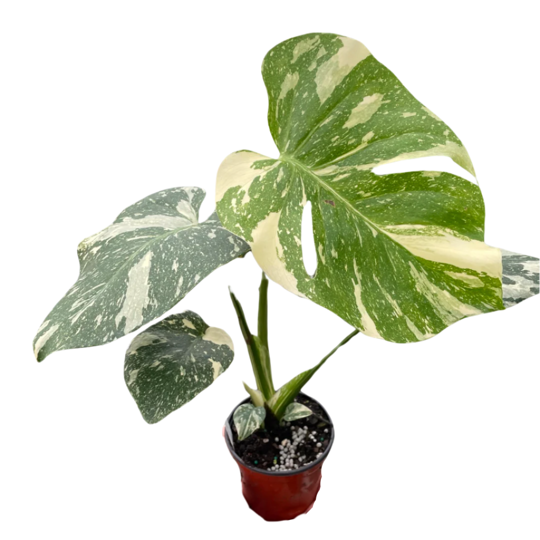 Monstera 'Thai Constellation'