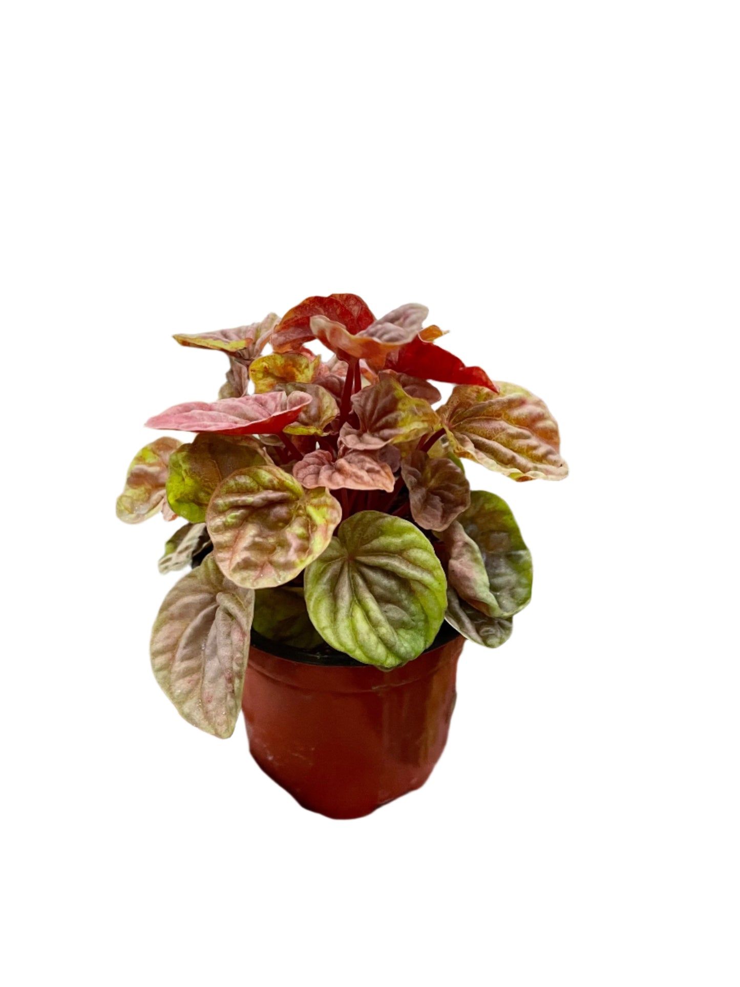 Peperomia 'Quito'