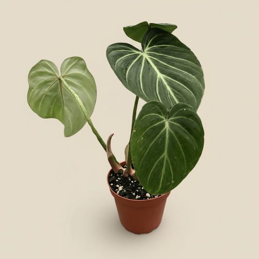 Philodendron Gloriosum Zebra