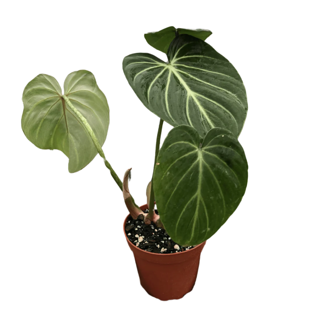 Philodendron Gloriosum - Zebra