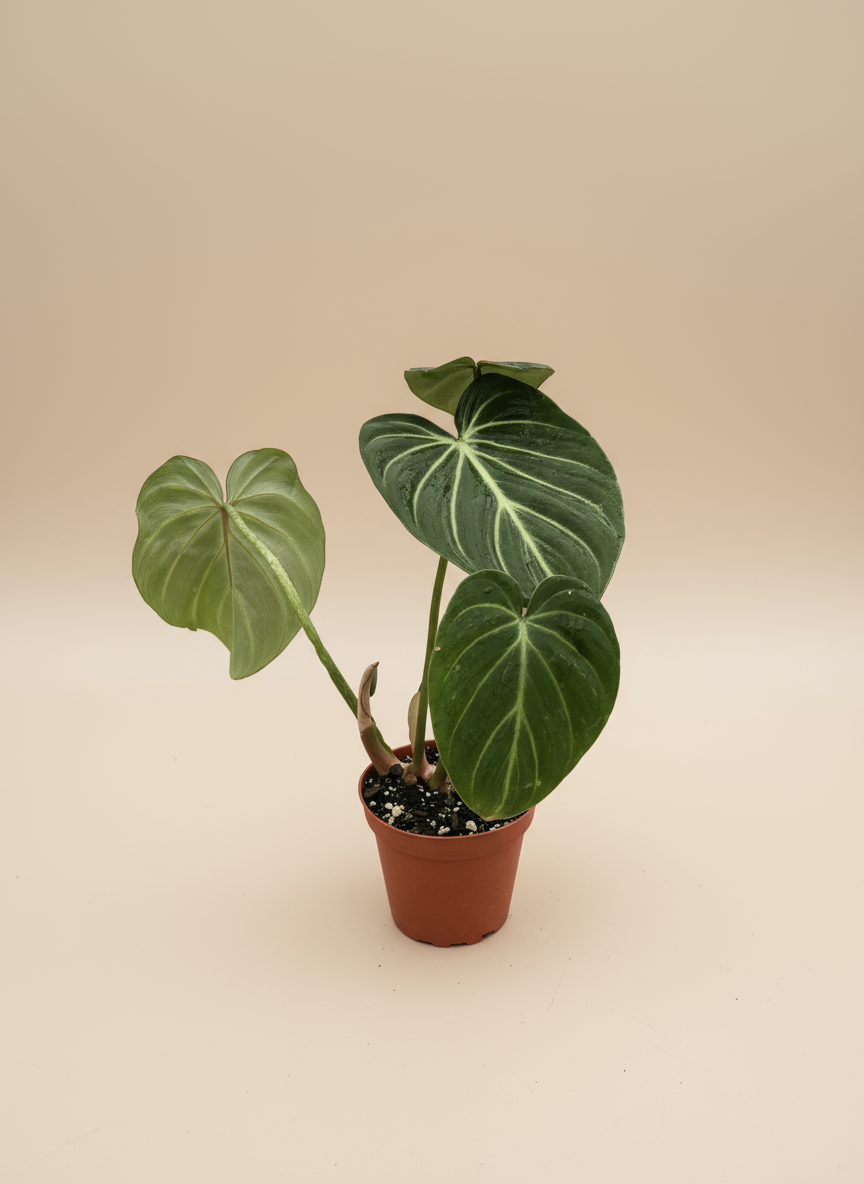 Philodendron Gloriosum Zebra