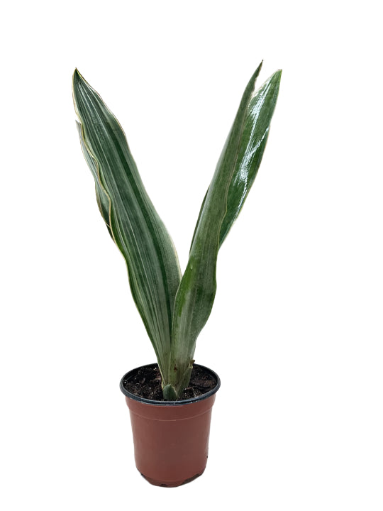Snake Plant 'Sayuri'