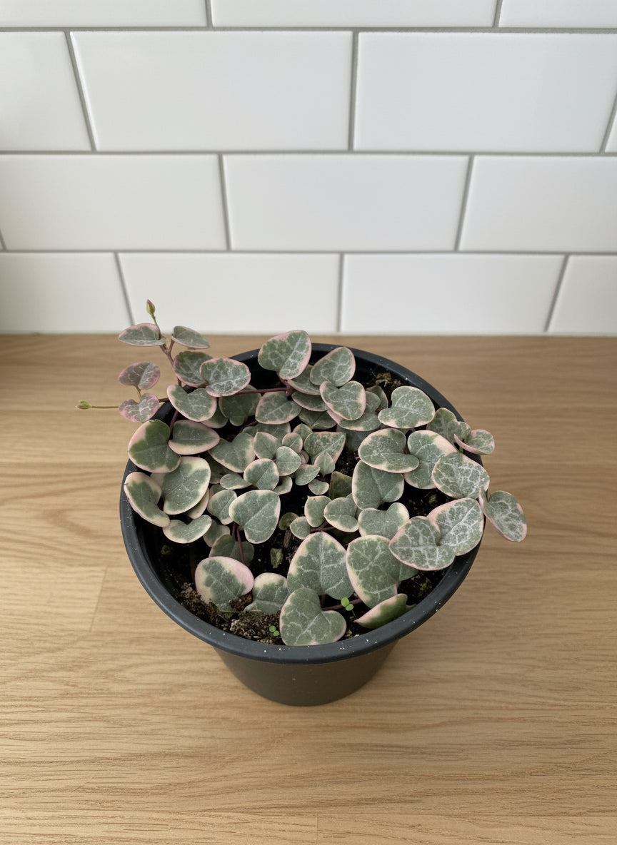 String of Hearts Variegated