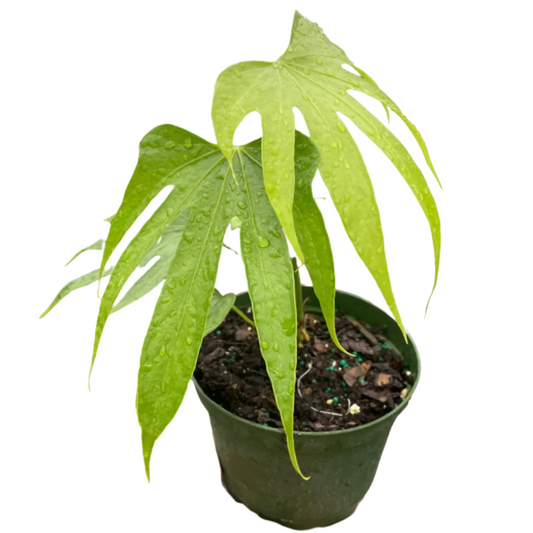 Anthurium Fingers