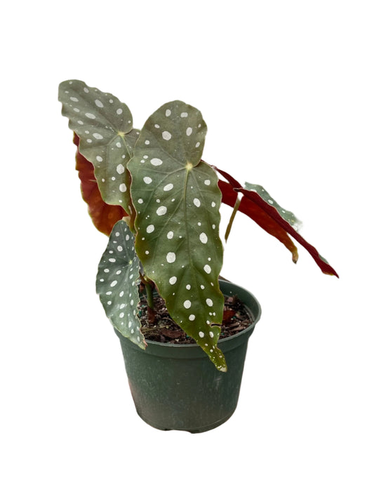 Begonia 'Maculata'