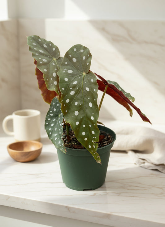 Begonia Maculata