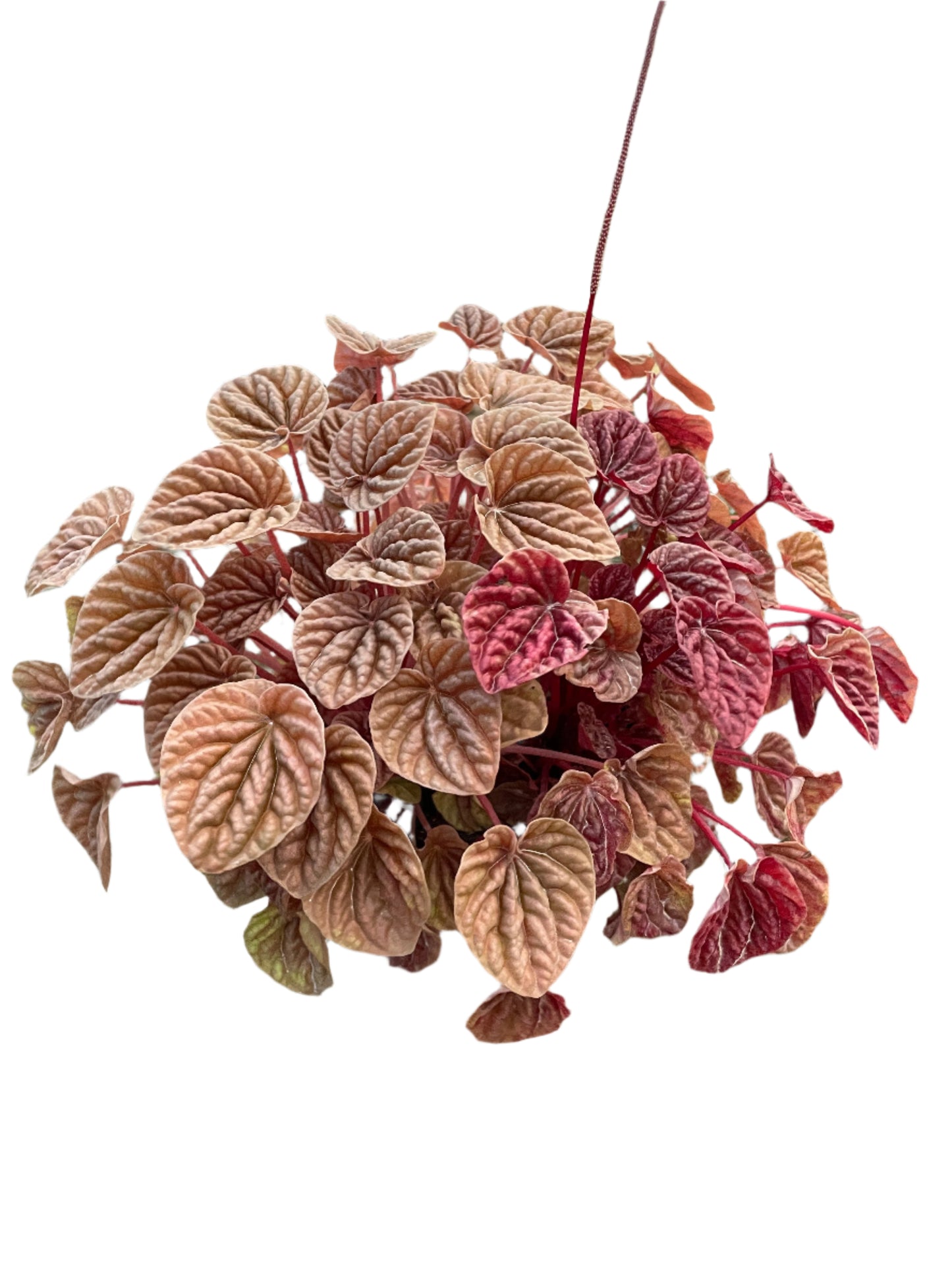 Peperomia 'Quito'