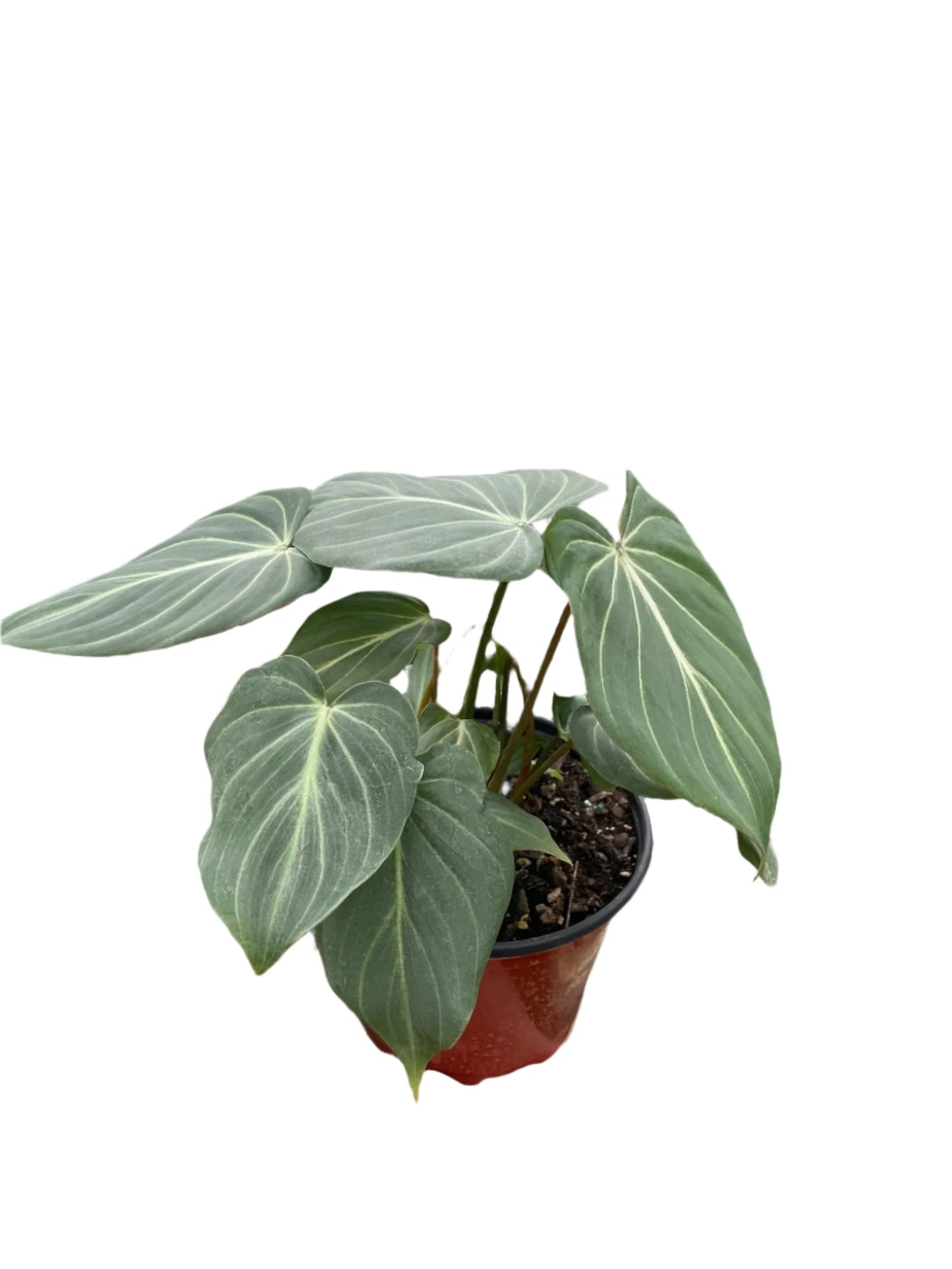 Philodendron Gloriosum - Zebra