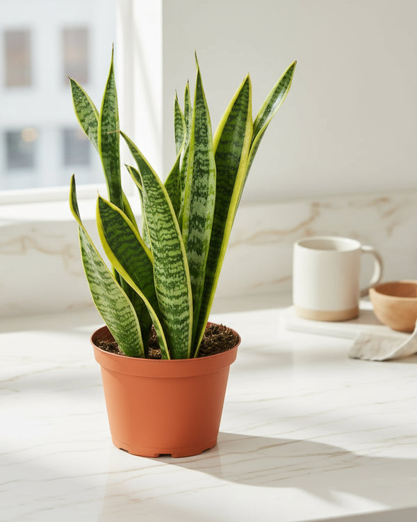 Snake Plant Laurentii