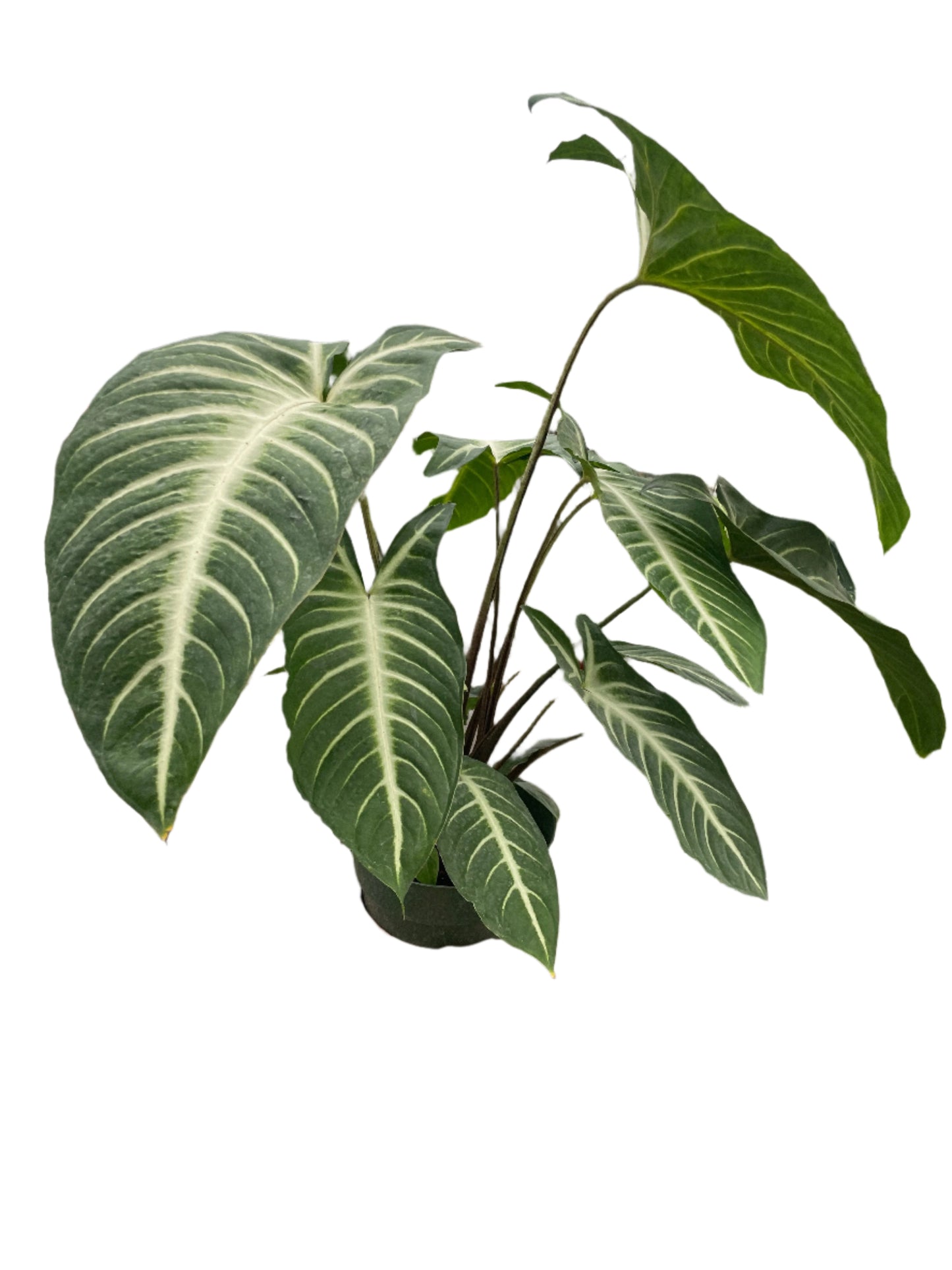 Xanthosoma 'Lendenii'