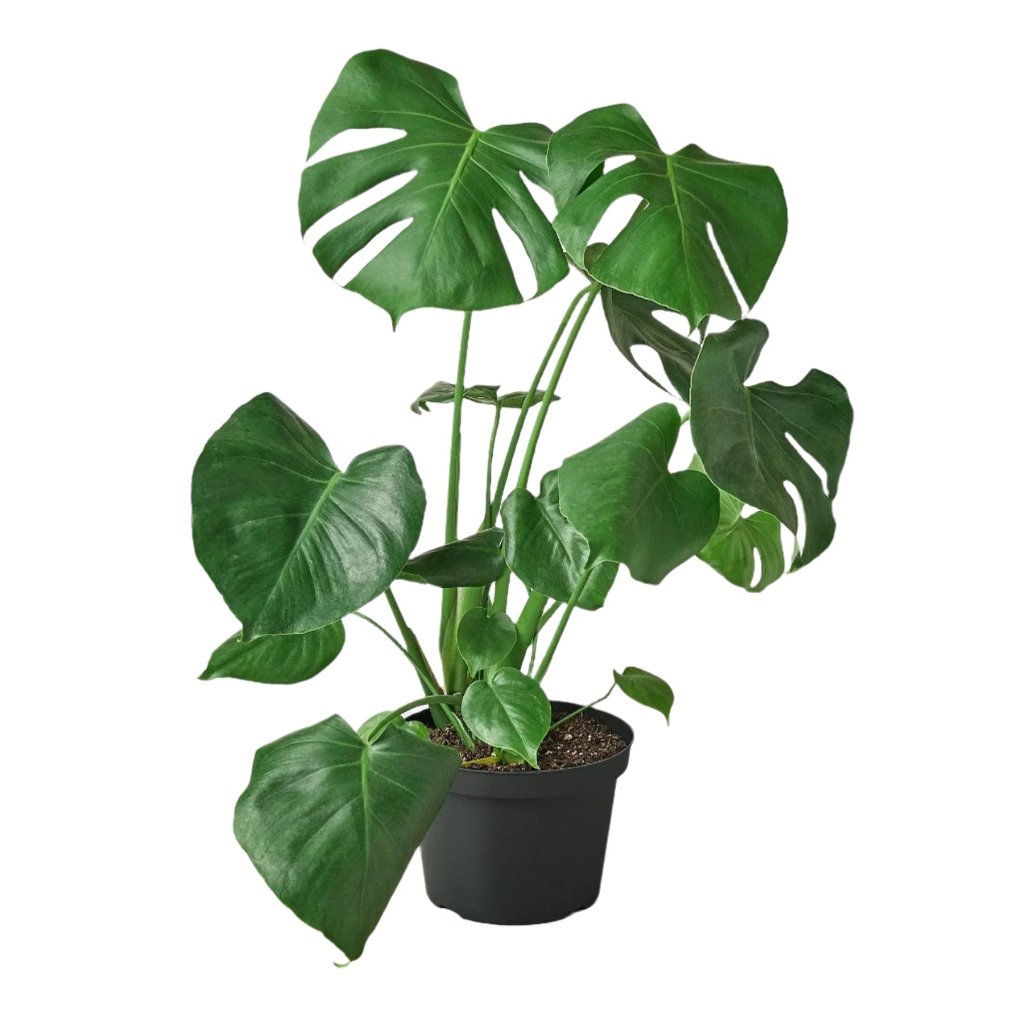 Monstera Deliciosa