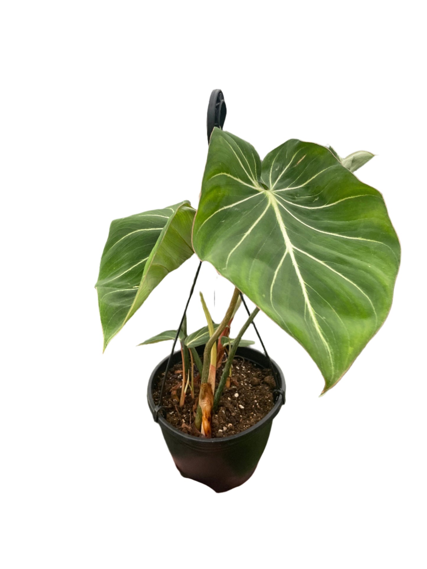Philodendron Gloriosum - Zebra