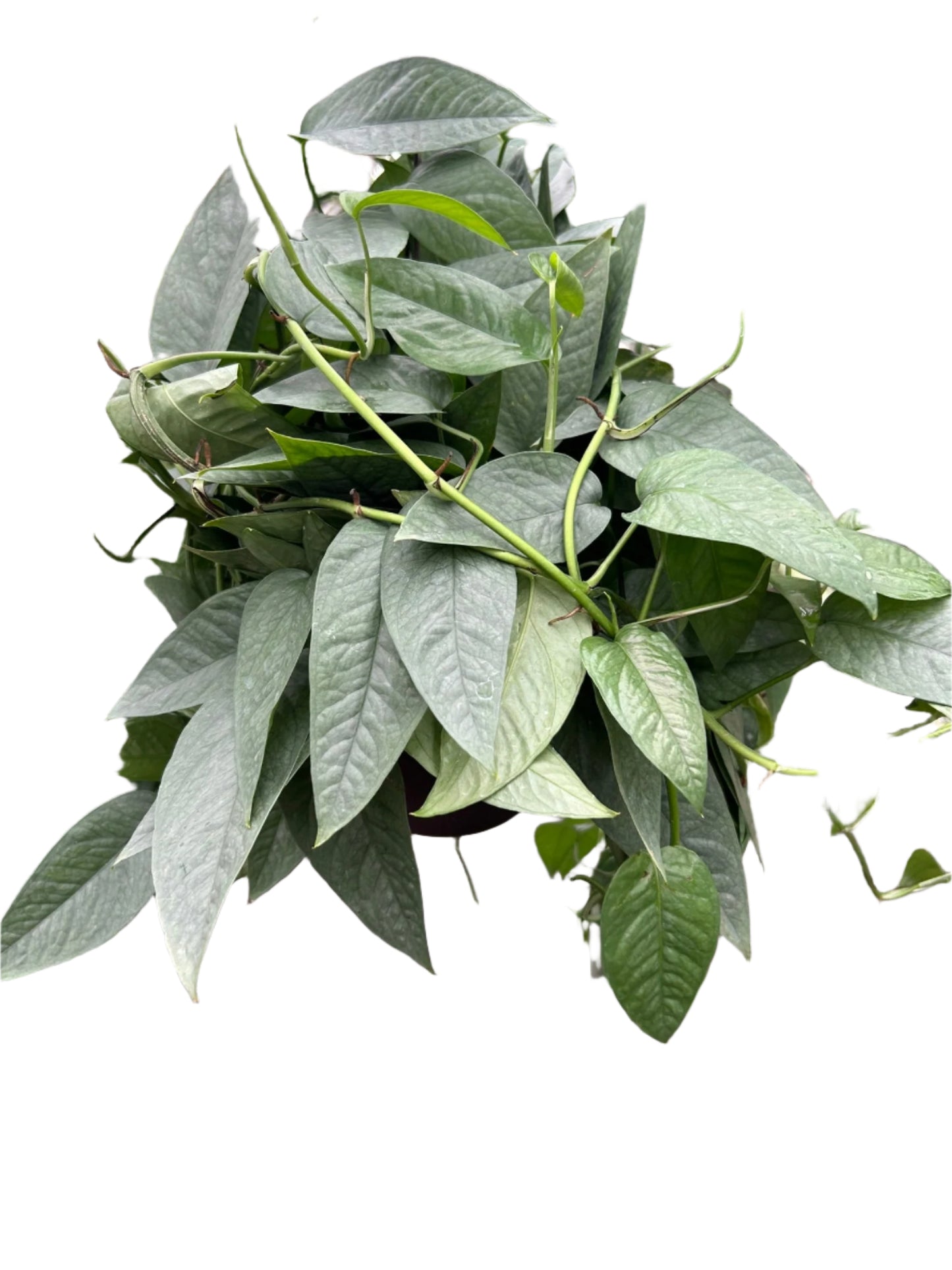 Pothos 'Cebu Blue'